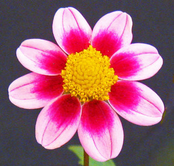 Dahlia ' LO - CLARA '  (Mignon Single)  Lobaugh  W.  USA  2020  Washington State Show, USA 2022  (David Brown)